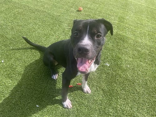Photo of Rocky, adoptable American Bulldog in Garland, Texas