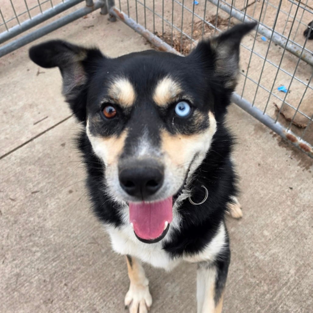 Photo of Capitan, adoptable Husky / Cattle Dog, Australian (Blue Heeler) in Grinnell, Iowa