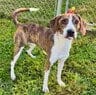 Photo of Nathan, adoptable Plott Hound in Enfield, Connecticut