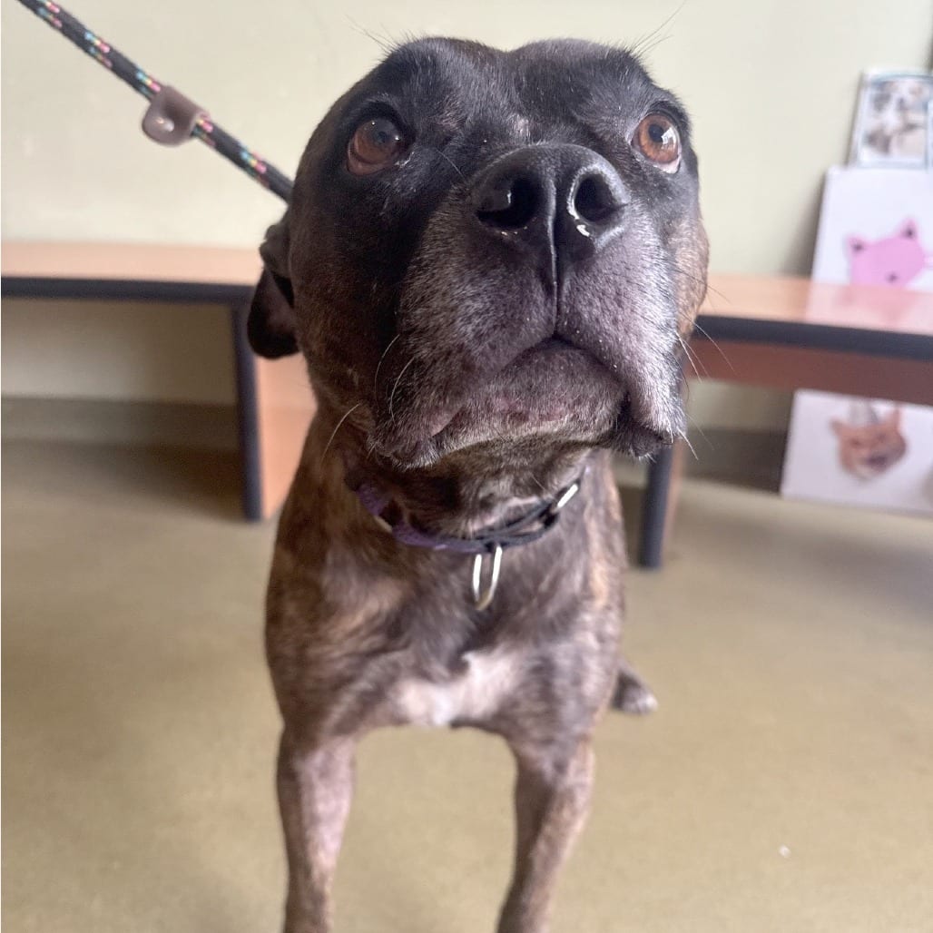 Photo of Bunny Wailer, adoptable Mixed Breed (Medium) in St. Louis, Missouri