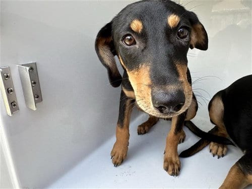 Photo of A661595, adoptable Miniature Pinscher in Houston, Texas