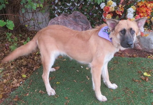 Photo of Emma, adoptable German Shepherd Dog in Oklahoma City, Oklahoma