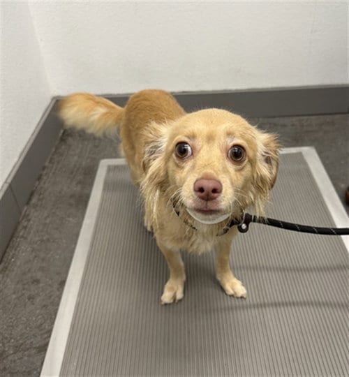 Photo of Canyon, adoptable Chihuahua in Mesa, Arizona