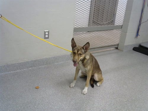 Photo of A188723, adoptable German Shepherd Dog in Pasadena, Texas