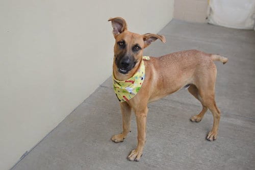 Photo of Moss, adoptable Black Mouth Cur in McKinney, Texas