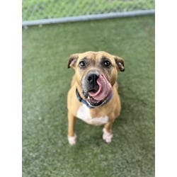 Photo of Nina, adoptable Black Mouth Cur in Doral, Florida