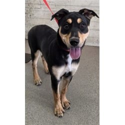 Photo of Valentina, adoptable German Shepherd Dog in San Bernardino, California