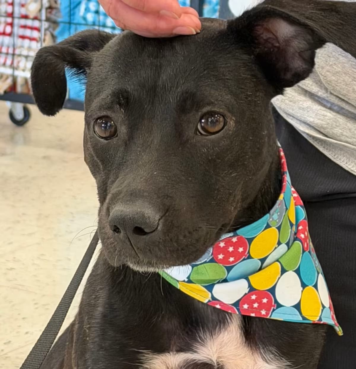 Photo of Amie, adoptable Miniature Pinscher in East Hartford, Connecticut