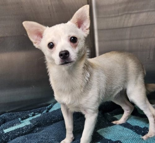 Photo of Loki, adoptable Chihuahua in Los Angeles, California