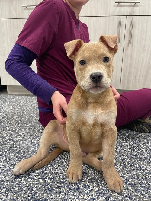 Photo of Troy, adoptable Terrier in Bemidji, Minnesota