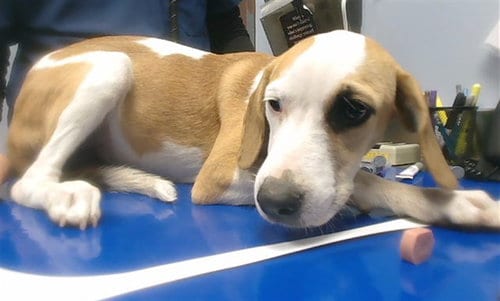 Photo of Sally, adoptable Beagle in Phoenix, Arizona