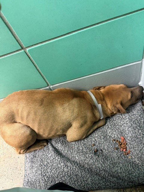 Photo of Tonya, adoptable Staffordshire Bull Terrier in Houston, Texas