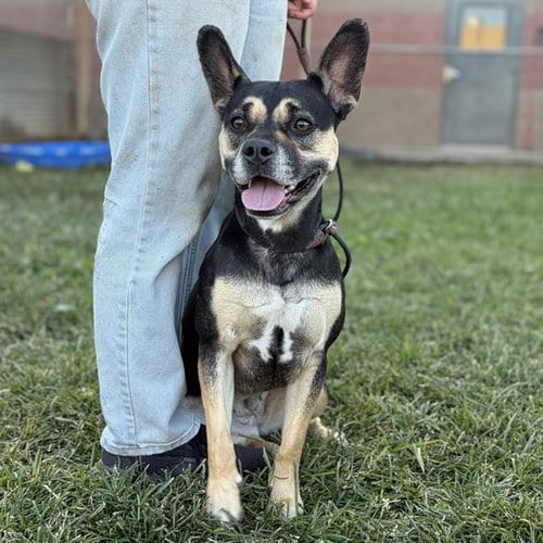 Photo of Lucy, adoptable Staffordshire Bull Terrier in Modesto, California
