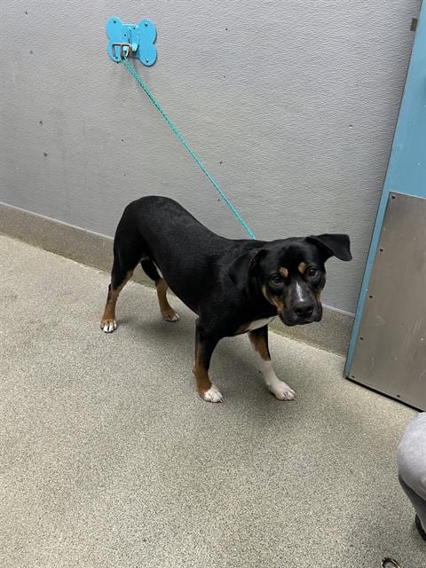 Photo of Scuba, adoptable Rottweiler in Las Vegas, Nevada
