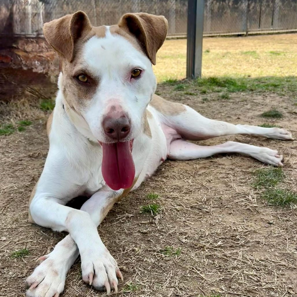 Photo of Miya, adoptable Terrier / Mixed Breed (Medium) in Marshall, Texas