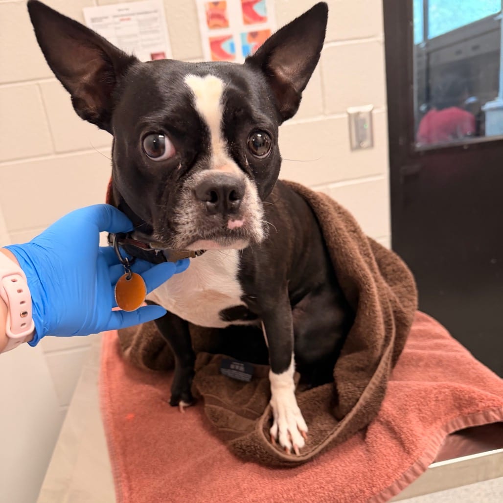 Photo of Luna, adoptable Terrier, Boston in Spartanburg, South Carolina