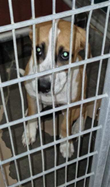Photo of Lucy, adoptable Labrador Retriever in Texas City, Texas