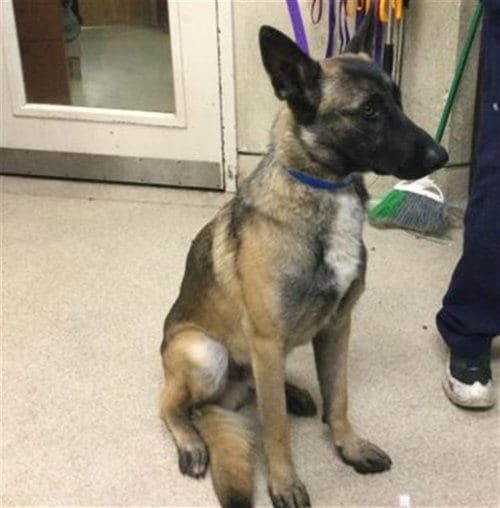 Photo of Dexter, adoptable Belgian Shepherd Malinois in Riverside, California