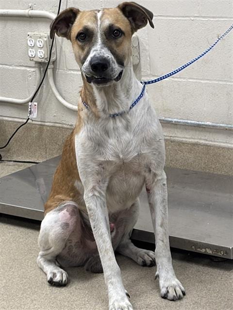 Photo of Peter, adoptable Anatolian Shepherd in Grand Prairie, Texas