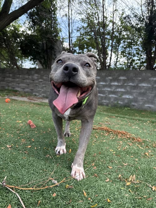 Photo of Hippo, adoptable Pit Bull Terrier in Cedar Rapids, Iowa