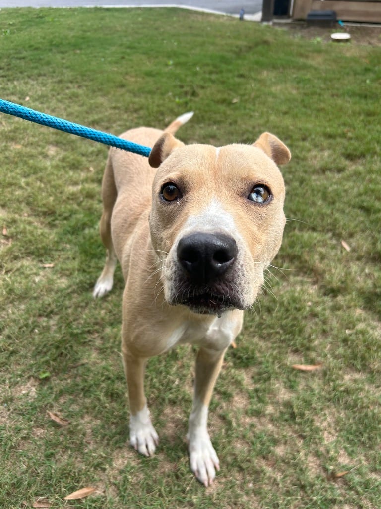 Photo of Sugar Sugar, adoptable Labrador Retriever in Hartsville, South Carolina