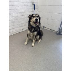Photo of Coconut, adoptable Husky in San Bernardino, California