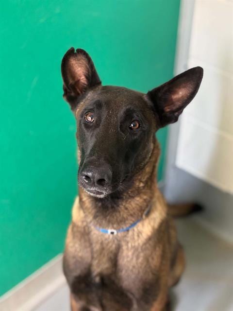 Photo of Agent Pleakley, adoptable Belgian Shepherd Malinois in Visalia, California