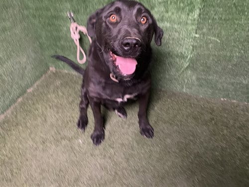 Photo of Brian, adoptable Labrador Retriever in Lancaster, California