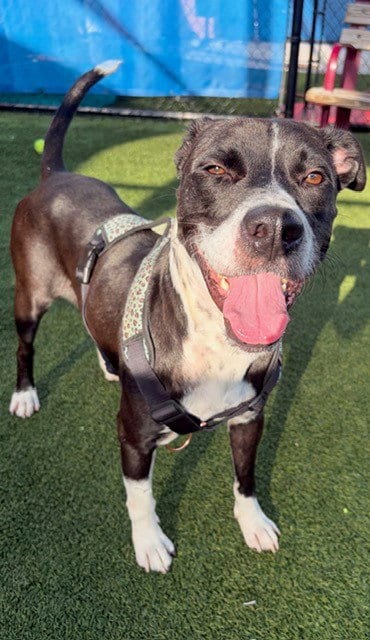 Photo of Bango, adoptable American Bulldog in Miami, Florida