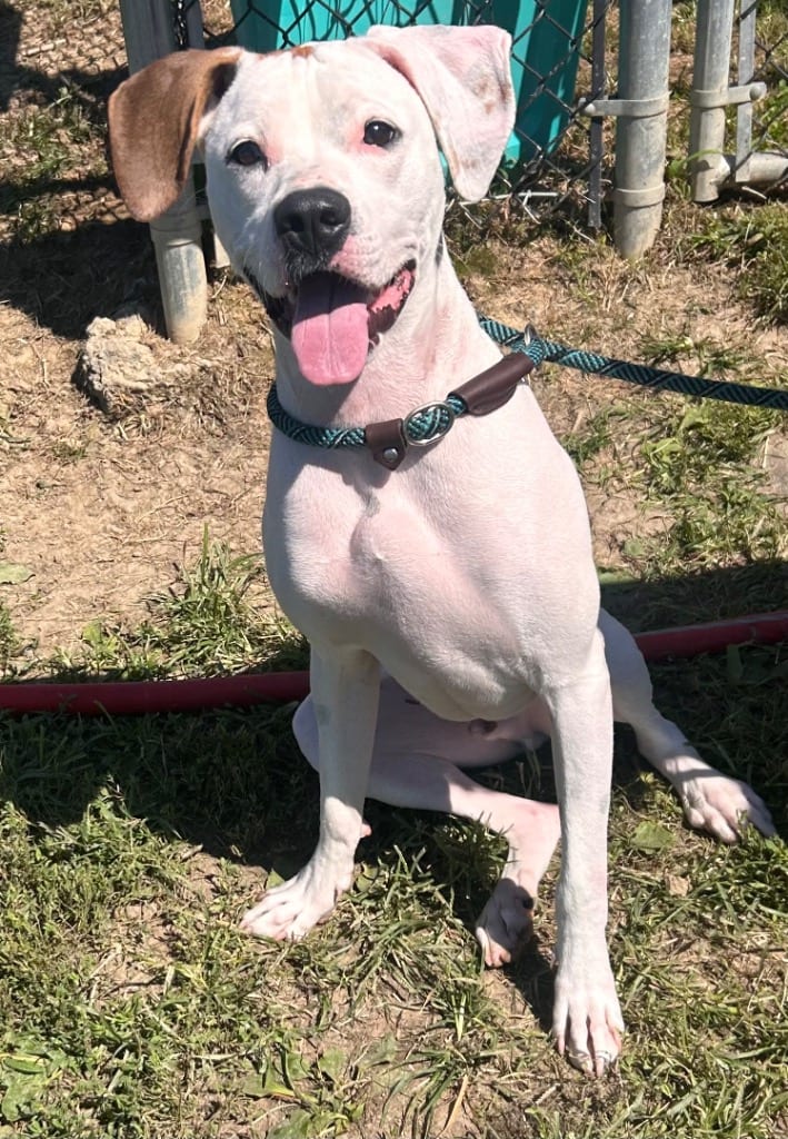 Photo of Leo, adoptable Boxer in New Cumberland, West Virginia
