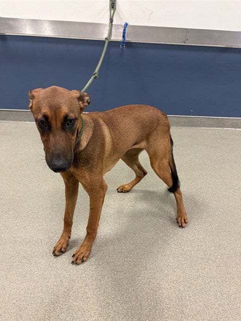 Photo of Milly, adoptable Terrier in Miami, Florida
