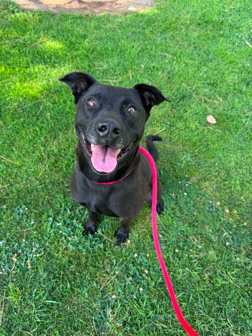 Photo of Tango, adoptable Labrador Retriever in San Diego, California
