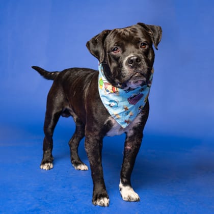 Photo of Tyrique, adoptable dog in Atlanta, Georgia