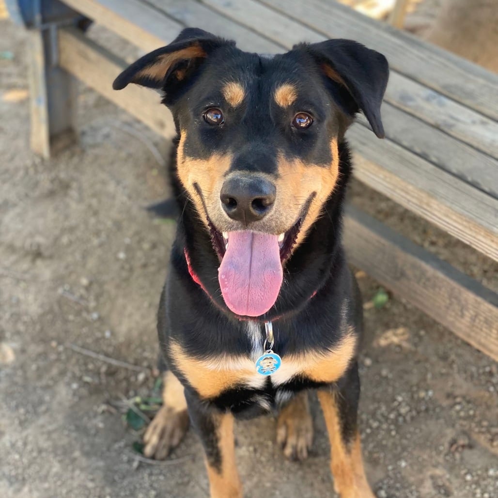 Photo of Duke, adoptable Pinscher, Doberman / Mixed Breed (Large) in Riverside, California