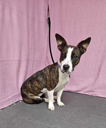 Photo of Waffles, adoptable Dachshund, Miniature Smooth Haired/Mix in Freeport, Illinois