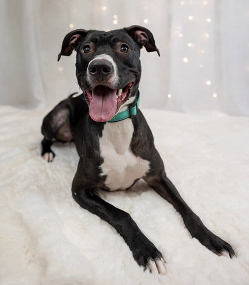 Photo of Prince, adoptable Pit Bull Terrier in Princeton, Minnesota