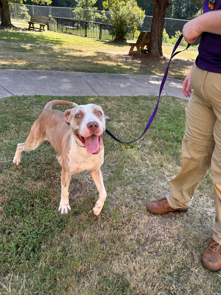 Photo of Scalywag, adoptable Pit Bull Terrier in Nacogdoches, Texas