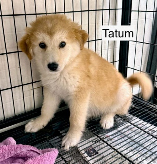 Photo of Tatum, adoptable Mountain Cur in Gilberts, Illinois