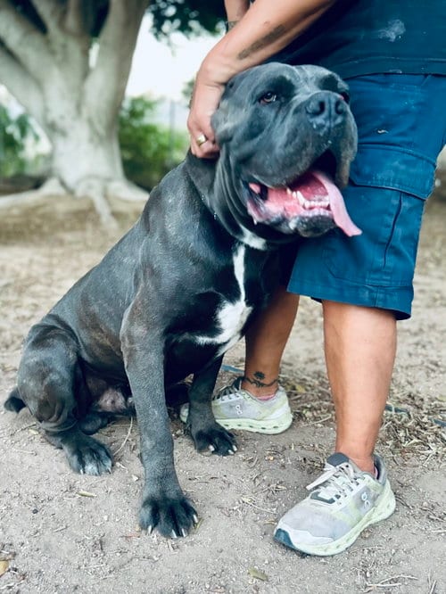 Photo of Cash, adoptable Mastiff in Goodyear, Arizona