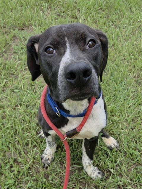 Photo of Mikey, adoptable Pointer in Fort Lauderdale, Florida