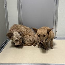 Photo of Cachetes, adoptable Chihuahua in Porterville, California