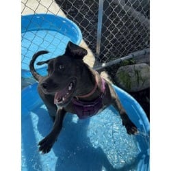 Photo of Josh, adoptable Terrier (Unknown Type, Medium) in Doral, Florida