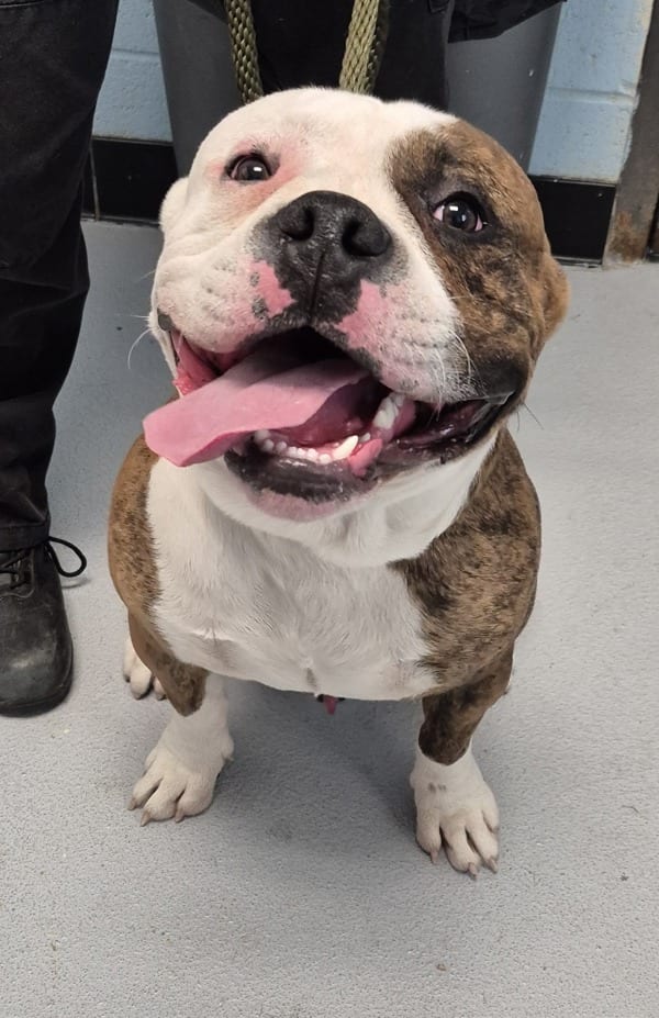 Photo of Ic-9 Jax, adoptable American Bulldog cross in Lawrenceville, Georgia