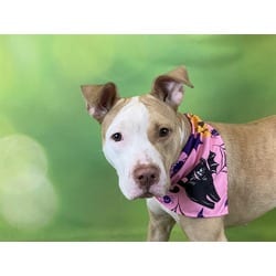 Photo of Lola, adoptable American Staffordshire Terrier in Ft Lauderdale, Florida