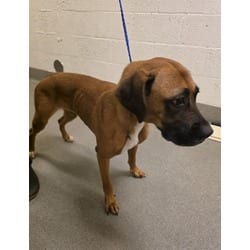 Photo of Sugar, adoptable Boxer in Doral, Florida