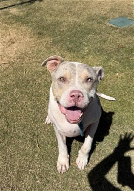 Photo of Cannoli, adoptable Pit Bull Terrier in Redlands, California