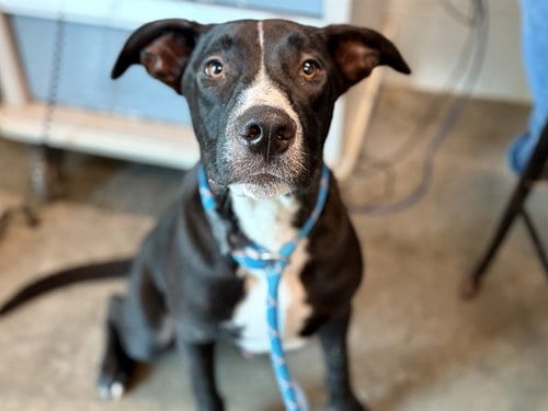 Photo of Delaware, adoptable Labrador Retriever in Tavares, Florida