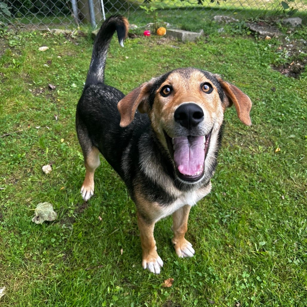 Photo of Coco, adoptable Mixed Breed (Large)