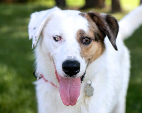 Photo of Mango, adoptable Australian Shepherd in Raytown, Missouri