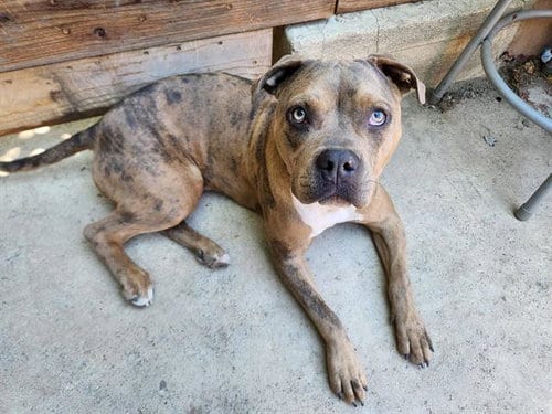 Photo of Ellie, adoptable Pit Bull Terrier in Stockton, California
